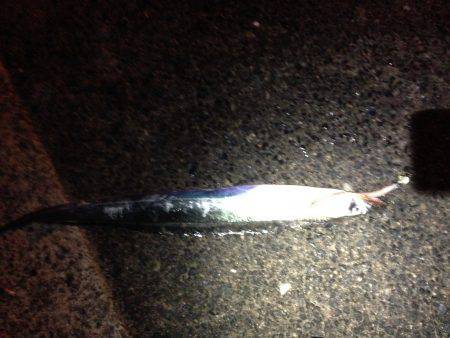 また引き釣りでドラゴン